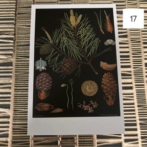 Single Postcard Art Print w/ Vintage Imagery - Botany - Pine Cone 17